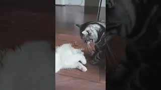 Daily Fight 