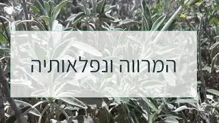 המרווה ונפלאותיה