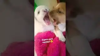 Todo lo que quiero para Navidad.