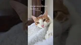 important cat announcement. Sound on. #cats #cat #catlover