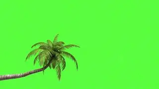 best palm tree green screen effect