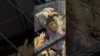 Baby Chick Jumps on Toddler's Head Causing Giggles