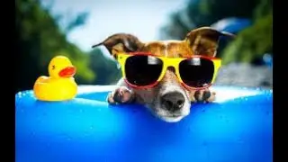 Pets that fill our daily dose of cuteness !