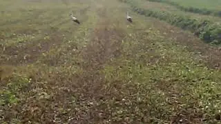 Аисты