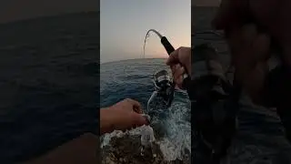 YAZILI ORKİNOS AVI