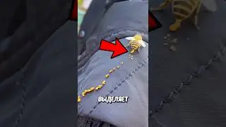 Жидкость Из Пчелы! 🤯