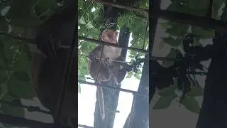 Monkey funny video😂😄😂#shorts#monkeycomedy#viralvideo