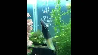 ACTIVE FIREFLY AXLOTL