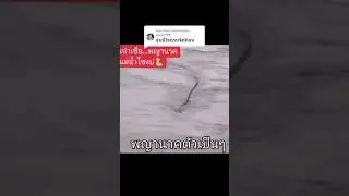 พญานาค​ตัวเป็นๆ
