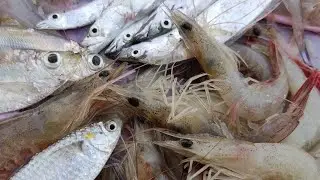 Trap net fishing || Sundarban fishing || সুন্দরবন | চিংড়ি ,লোটে ||