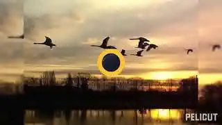 Они вернутся(Жýравли...)/Текст--М.Ря́зáнцев/.