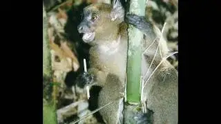 The Greater Bamboo Lemur