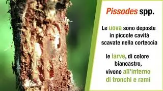 Pissodes spp.
