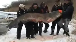 вот это поймал так поймал Прикол! Смех! Юмор!