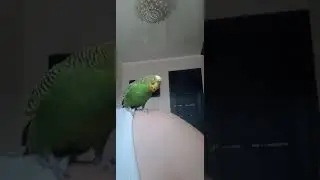 Кеша окорочка 😂😂😂😂 kesha legs😂😂😂😂