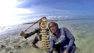 Fishing Mantis Shrimp - Bamboo traps catching giant mantis shrimp