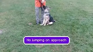 Orlando Dog Training - K9 Counselor on lead Basic Obedience with Bob Gailey in Deland.