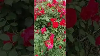 #весна #красота #природа #жизнь #краснодар #цветы #сад #