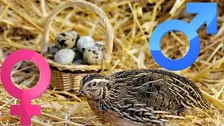 how to sex Japanese quail (coturnix quail ) | how to tell a male quail from a female quail