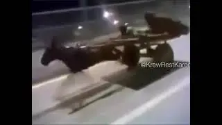The fastest donkey ever