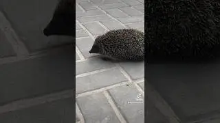 #ежик#