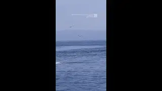 Watch: Dolphins Leap 20 Feet Into The Air