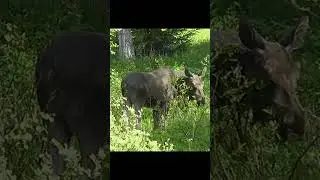 Moose deer eating tiny tree's #shorts #wildmoose