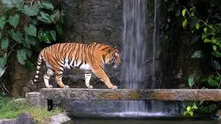 Tiger 🐯🐅 #tiger #lion #attack #wildlife #tiger3 #tigers #lions #viral #viralvideo #trending