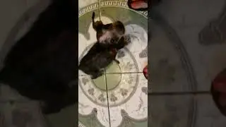 #adote #ajude #adoção #adocao #bichinhos #filhotinhos #filhot #anima #cachorrinho #cachorr #pet #peq