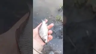 отпускаю улов. 