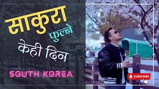 साकुरा । पैयु। 벚꽃 । फुलको सुन्दरताले मनमोहक केही दिन ।