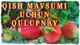 Issiqxonadagi QULUPNAY yetishtirish soxasidagi kerakli va muxim malumotlar.