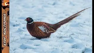 Pheasant hunting in the first snow. December 2024.