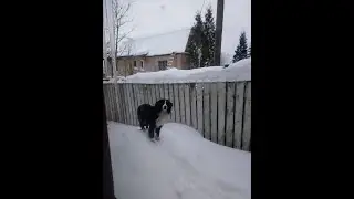 Лыжи и ездовой бернский зенненхунд. Цверг на подхвате.