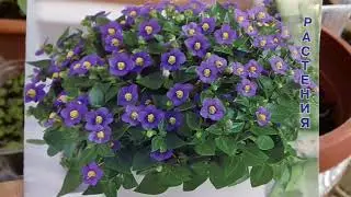 комнатные цветы из семян