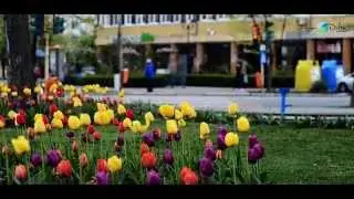 Tulcea - Orasul de la Portile Deltei Dunarii
