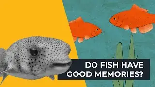 Do Fish Have Good Memories?