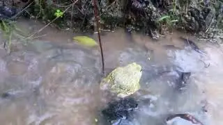 African bullfrog found