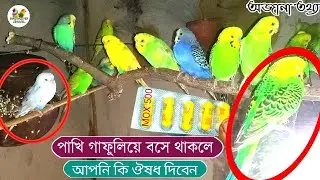 বাজরিগার বা ফিঞ্চ পাখি গা ফুলিয়ে বসে থাকলে কি ঔষধ দিবেন।