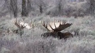 8K Stock Video - Bull Moose turning head while laying in the brush next to another