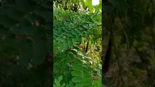 GWE ALINA OLUTWE NANONYA OMUKISA WEKWATE LINO