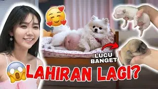 DOGGY LAHIRAN LAGI? ANAKNYA HITAM DAN BESAR ?!! OMG!!