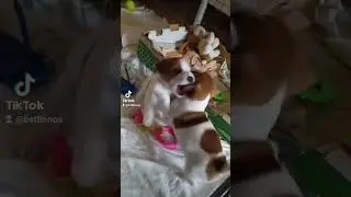 Забавные игры щенков
