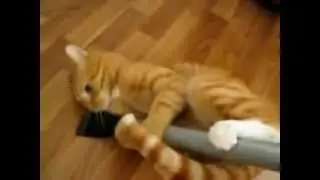 Кот и пылесос