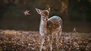 Parallax Animation Studio   After Effects Project Files