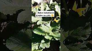 günlük bahçe işlerine devam #keşfet #doğa #bahçe #kabak