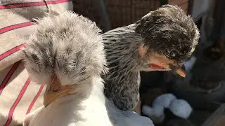 Что нужно сделать, чтобы куры неслись круглый год