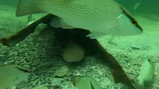 The Biscayne Bay Show