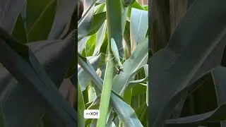Mantis on the hunt. Богомол на охоте