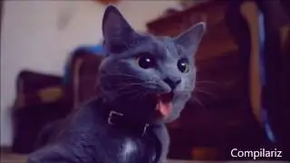 смех без остановки просто ржака котики и кошки